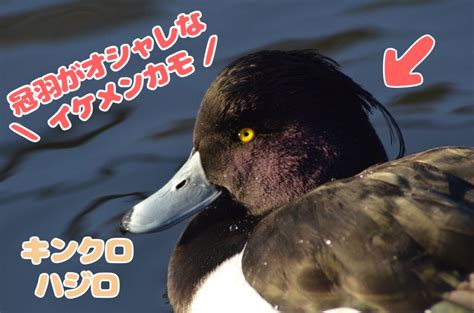 鴨 代表 品種|【12種類】身近な日本のカモまとめ！茶色・白黒・緑色… 